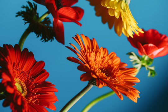Colorful flowers in sunlight against a blue background