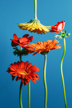 Colorful flowers stand against a blue background in a simple display