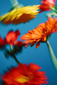 Colorful flowers move against a blue background in spring season