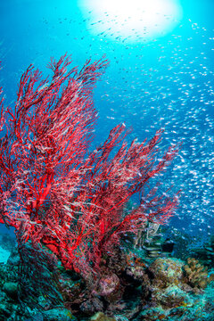 Red Sea Fan