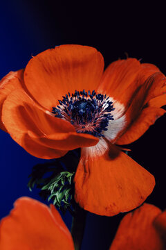 Bright orange flower stands out against dark background