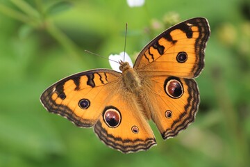 Butterfly nectaring on Bidens pilosa flowers. Peacock Pansy butterfly, species with scientific name Junonia almana, belongs to Nymphalidae family and Nymphalinae subfamily. © YA