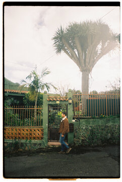 Man Walks in tow, big Drago tree