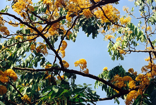 Film original photo full blooming tree aesthetics natural outdoors