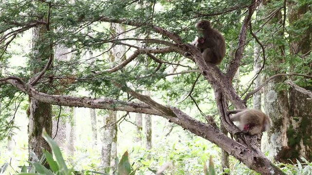 春の観光名所上高地の岳沢湿原にいる可愛い日本猿の姿