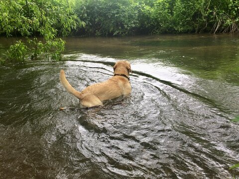 Labrador dog goes swimming
