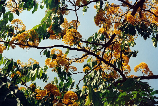Film hi res photo scan tree in full bloom garden outdoor summer vibes