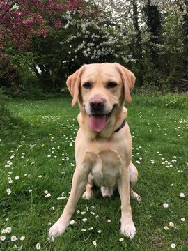Labrador dog in a park in spring