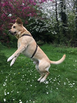 Dog Jumps in a Green Field Among Flowers in Springtime