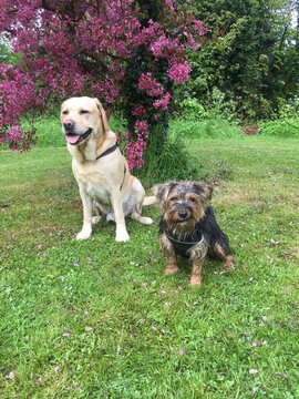 Labrador and cross breed dogs in a park