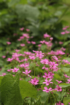 Oxalis Wood Sorrel With Pink Flowers