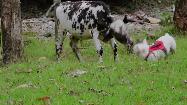 Video where there is a group of livestock - oxen and cows in the farm eating grass outdoors. All of this is later for slaughter and distribution for human consumption.