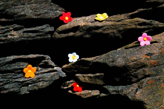 Multicolored flowers on stone