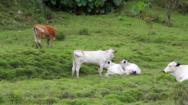 Video where there is a group of livestock - oxen and cows in the farm eating grass outdoors. All of this is later for slaughter and distribution for human consumption.