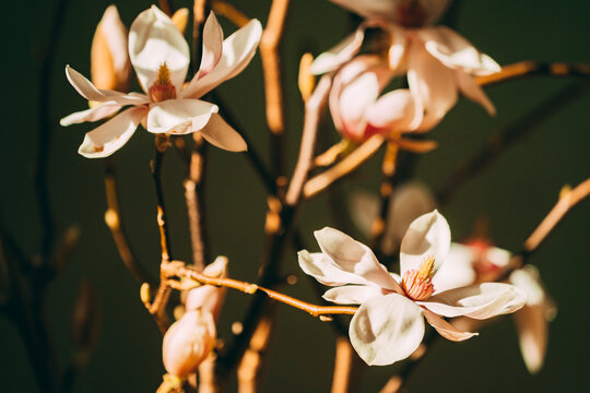 Flowers bloom on branches in a simple indoor setting during daylight
