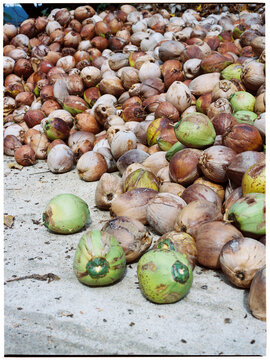 Coconut sale on the street with many open and closed coconuts