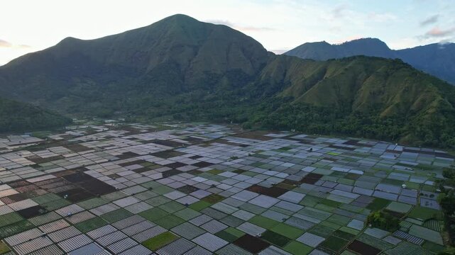 Aerial drone footage of Sembalun UNESCO geopark agricultural square multicolor plantations, at early sunrise, with Anak Dara mountain behind, nearby Rinjani volcano, Lombok island, Indonesia