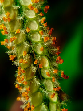Extreme close-up macro photography of a wild grass seed head blooming in nature. The image highlights the detailed green spikelets, hairy textures, and vibrant orange anthers covered in pollen against