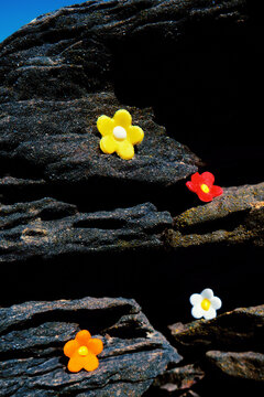 Cheerful multicolored flowers on layered stones