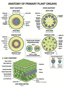 Plant anatomy educational diagram showing detailed cross sections of dicot and monocot roots stems and leaves