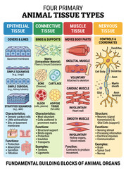 Fototapeta premium Animal tissue types educational chart showing epithelial connective muscle and nervous structures for biological science study