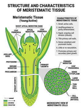 Meristematic tissue structure diagram showing plant shoot apical development with microscopic cellular biology anatomy and labels