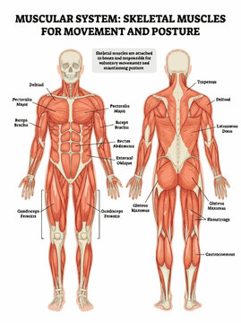 Muscular system anatomy chart showing human skeletal muscles for movement and posture in a medical diagram