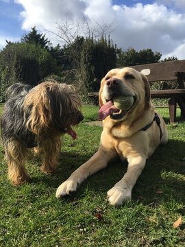 Two dogs resting after play