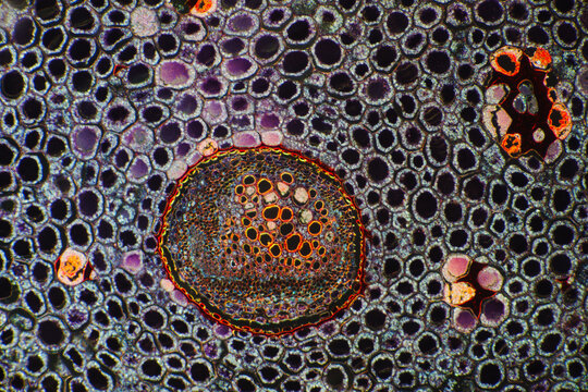 Micrograph of Plant Stem Parenchyma Cells