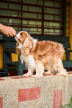 King charles cavalier spaniel receiving food reward from hand