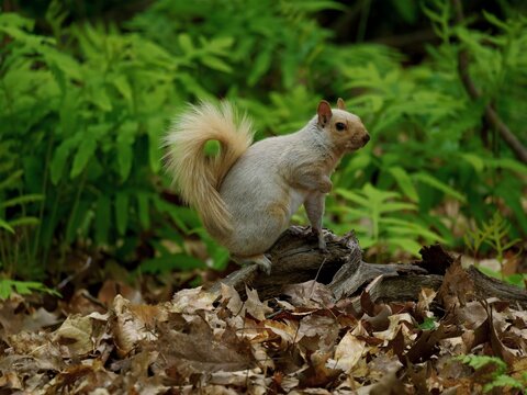 Rare leucistic Squirrel