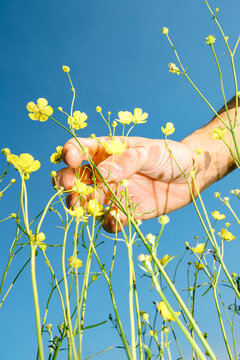 Hand picking yellow flowers under blue sky