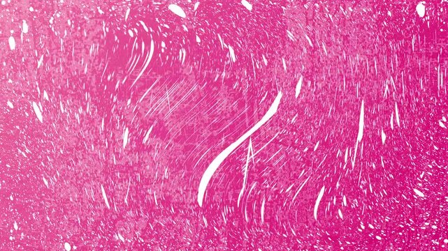 Microscopic bright pink fibrous muscle tissue sample slide illustrating histology in medical laboratories for educational or medical presentations.