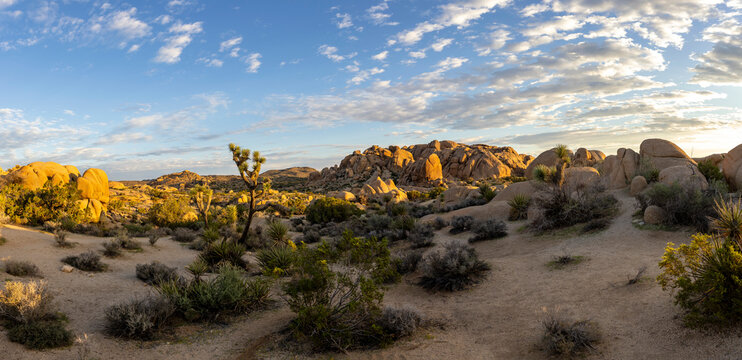 Desert panoramic  Landscape California  joshua tree Park 