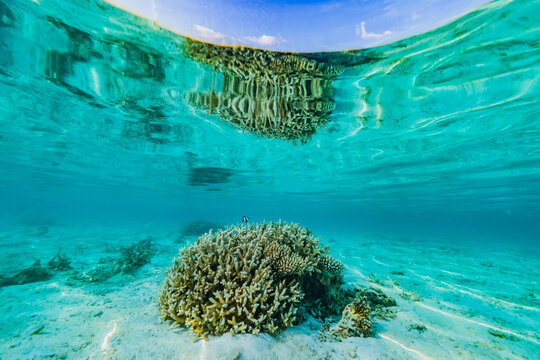 Coral reefs