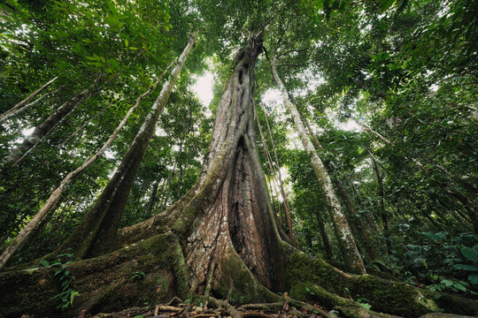 Giant tree in nature