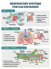 Naklejka premium Educational infographic showing respiratory systems for gas exchange in fish mammals and insects with detailed diagrams
