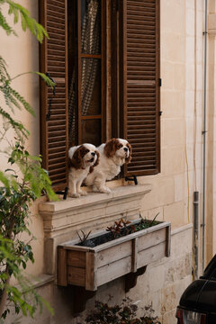 Two dogs enjoying the view of the street in Malta 