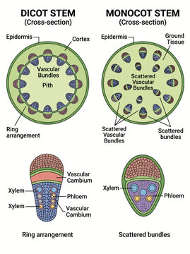 Dicot and monocot stem cross section diagram showing vascular bundle arrangement for botanical biology education research