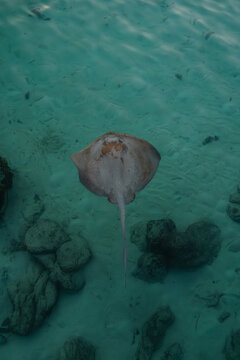 A large stingray swims in shallow clear waters in the Maldives