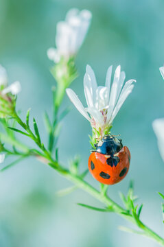 Ladybug