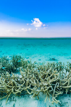 Coral reefs