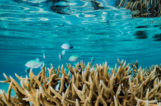 Coral reefs