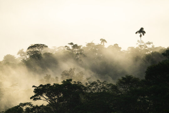 Tropical Forest Landscape