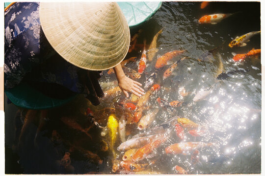 Koi fish swimming and people feeding them in a clear pond