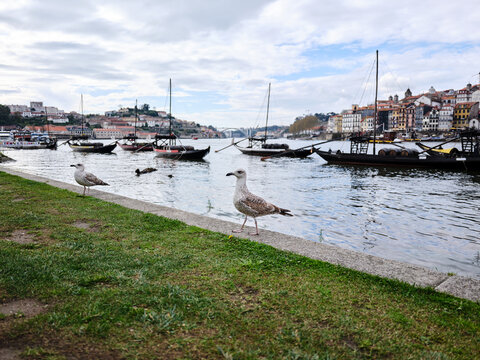 Seagulls resting on Douro waterfront in Porto