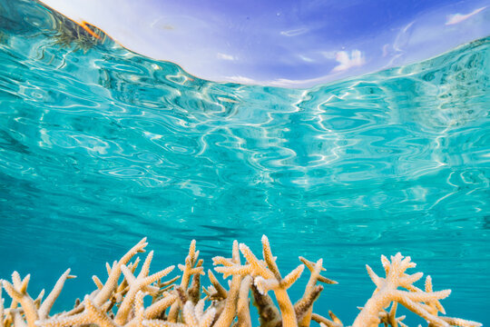 Coral and water surface