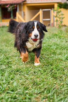 Bernese mountain dog walking with red ball