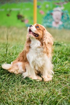 Cavalier king charles spaniel looking up outdoors on grass