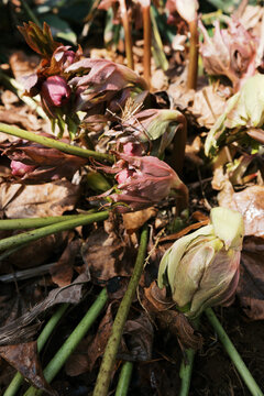 close up of a hellebore flower emerging from soil in spring